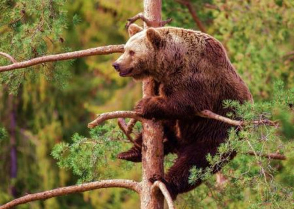 Стратегическая стабильность: компромисс для России, но не для США? Владимир Скачко