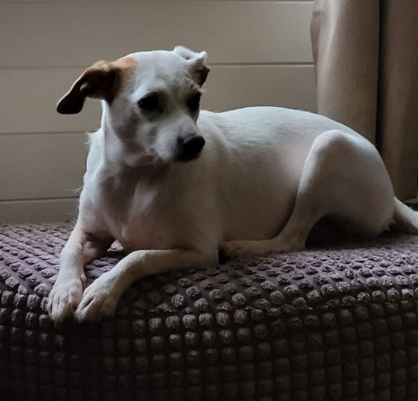 Как собаку спасали с помощью дрона и сардельки