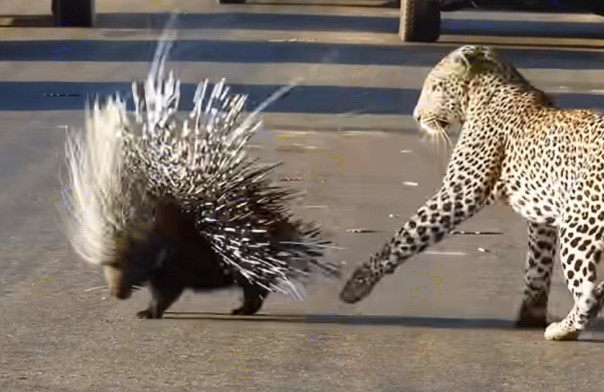 Прикольный дикобраз подколол леопарда