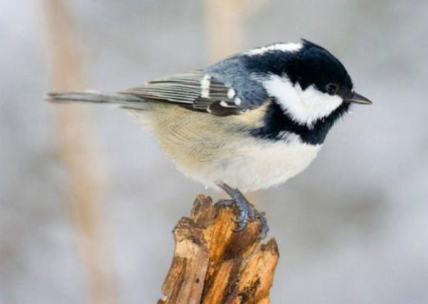 Как на Харьковщине маленькая птичка честь Москвы спасла. Владимир Скачко