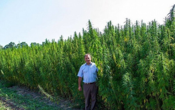 Украина на пороге легализации марихуаны