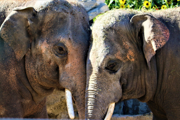 Слоны занимаются йогой
