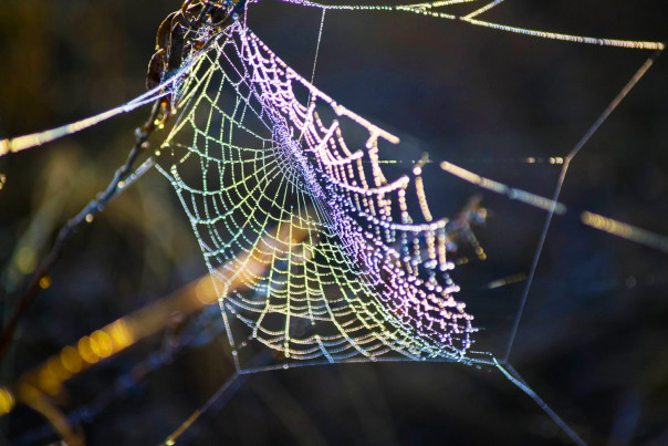 Паутину превратили в музыку. Послушайте, что получилось