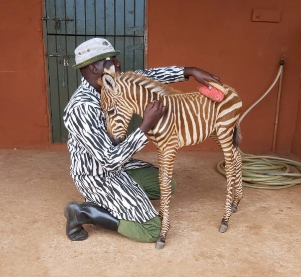 Полосатый нянь: как спасти осиротевшую зебру, притворившись ее сородичем