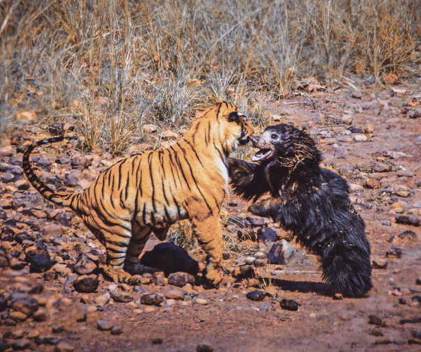 8 видео, где животные отважно защищают детенышей от хищников