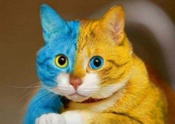 Три вопроса к «политическому евровидению». Владимир Скачко