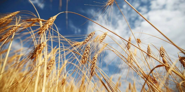 Зеленский отказался экспортировать украинское зерно через Белоруссию