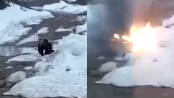 В Якутии вахтовики подорвали медведя взрывчаткой [21+]