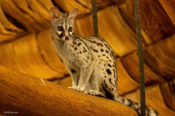 Генета совершила «прыжок веры», спасаясь от леопарда