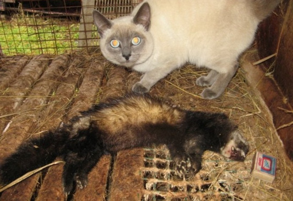 Добрые истории