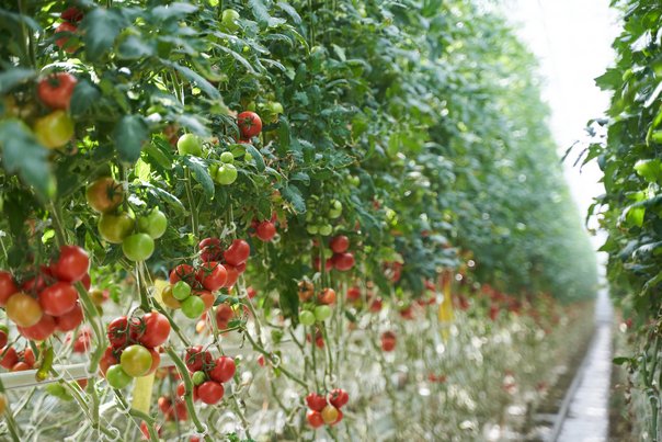 Почему томаты «Сладкая ягода» являются источником хорошего настроения за любым столом?