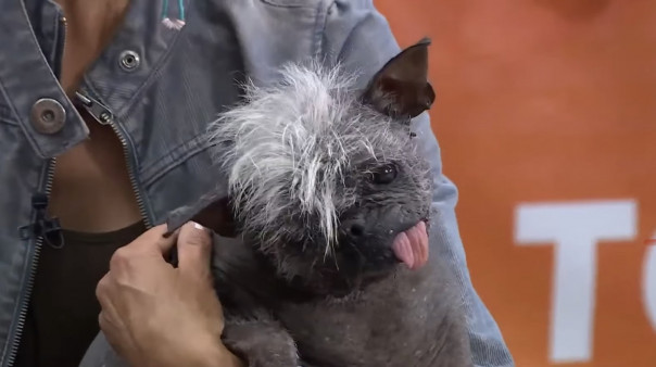 Этого пса признали самой уродливой собакой в мире