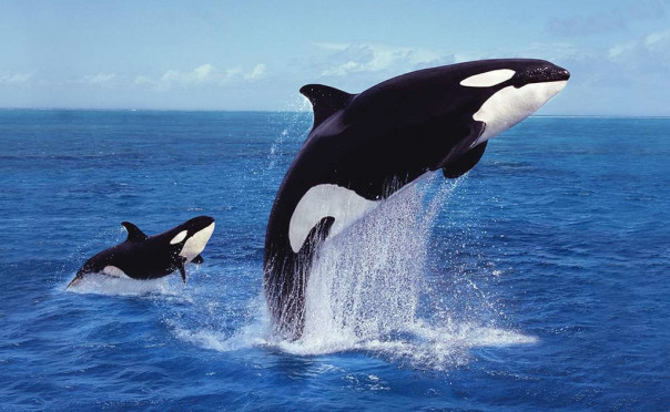 Суперспособности, матриархат и взаимовыручка: удивительные факты о косатках
