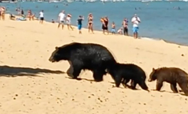 Обычный день в России: медведи и люди отдыхают на одном пляже на Байкале