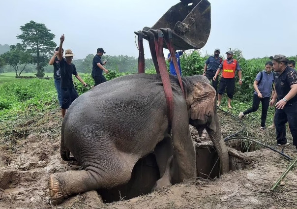 В Таиланде успешно реанимировали слониху, упавшую в дренажную яму