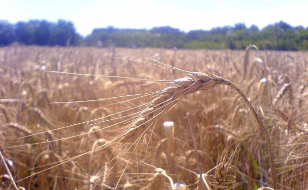 В ЛНР восстанавливаются поля после боев