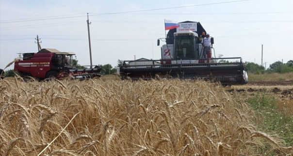 В Крыму собрали рекордный урожай зерновых