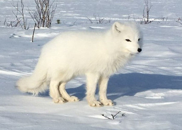 Вместо Йоулупукки финнам под Новый год должен прийти русский песец