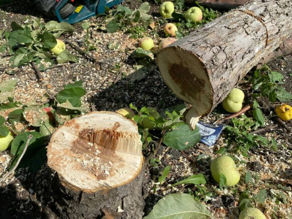 Фермеры Молдавии пилят яблони на дрова: "Яблоки всё равно некуда девать,а зима на подходе"
