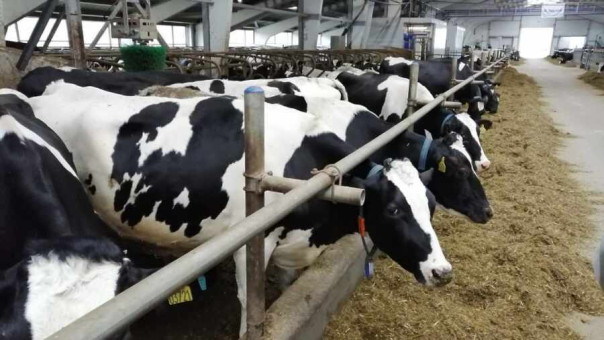 Голос Мордора: Высшая форма демократии