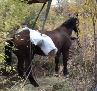 В Волгоградской области спасли провалившегося в колодец коня