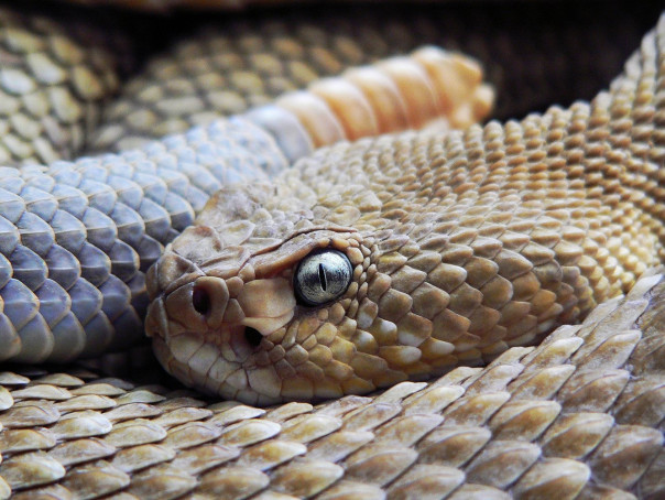 Два гремучих змея сражаются за самку в танцевальном поединке