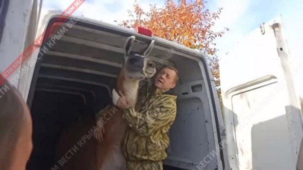 Животные Херсонского зоопарка прибыли в крымский сафари-парк "Тайган"