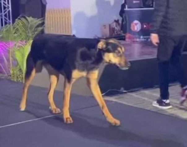 Собака пробралась на конкурс красоты и продефилировала по подиуму