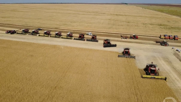 Россия собрала более 155 млн тонн зерна