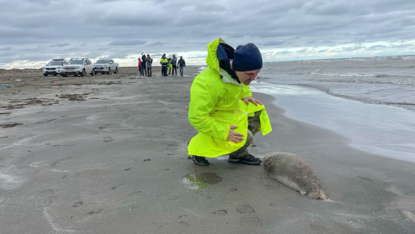 В Госдуме заявили о возможной причастности США к массовой гибели тюленей в Каспии