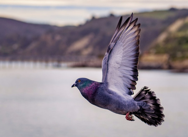 В канадской тюрьме задержали голубя-наркокурьера