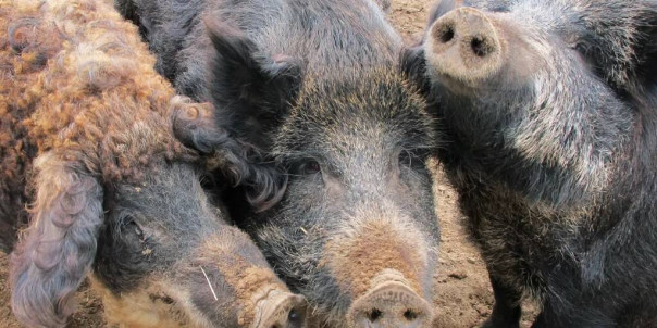 Украинская пшеница: корм для скота, а не еда для голодающих