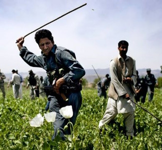 В афганском Герате началась кампания по уничтожению маковых полей