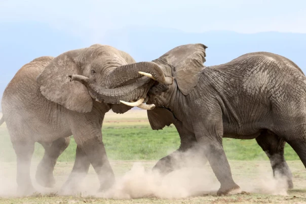 Войны в стане республиканцев: борьба за кресло президента США