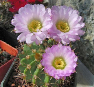 Учёные записали «крики» кактусов и томатов при сильном стрессе