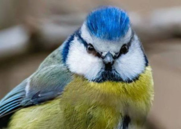 «Скоро в России начнут отстреливать синичек». В Госдуме призвали не преследовать россиян за жёлто-синий цвет