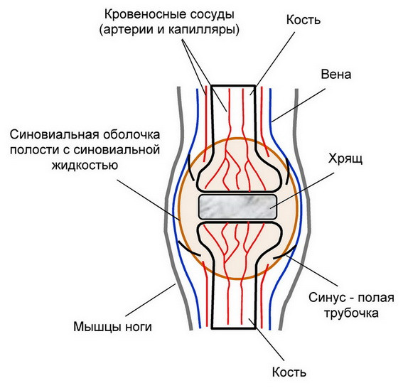 А.В.Росич. Лечение артрита коленного сустава