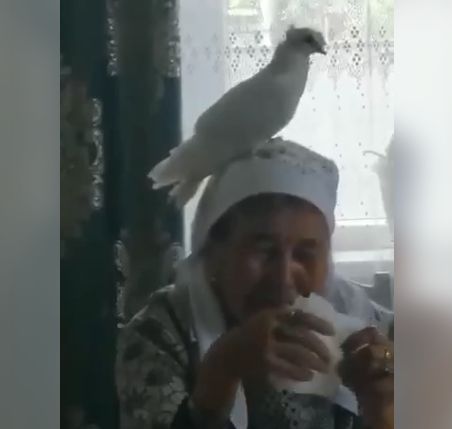 В Якутии во время поминок по солдату, который погиб, защищая Родину в боях на территории Украины, в дом залетел белый голубь и сел на голову матери