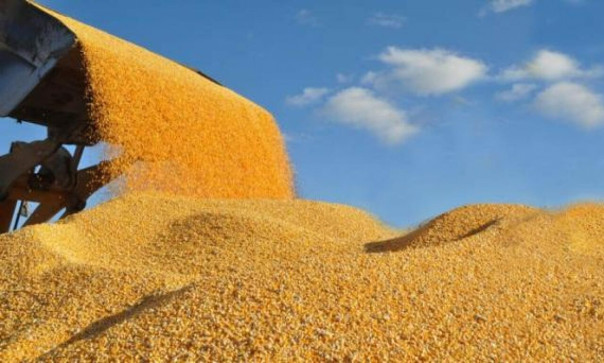 Пять стран ЕС требуют у Еврокомиссии продлить запрет на импорт зерна с Украины