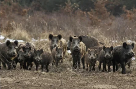 Голодные кабаны  опустошают  огороды в Ленинградской области