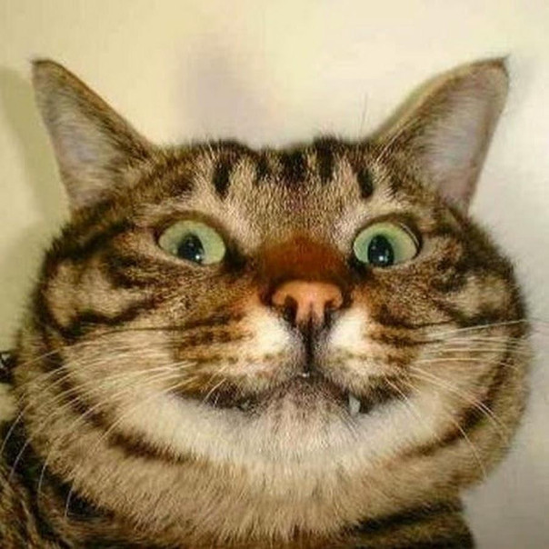 Если вам скучно жить - просто заведите кота