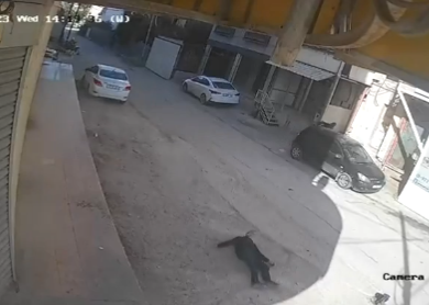 Еврейские каратели из ЦАХАЛ цинично расстреляли палестинских детей  на Западном берегу Иордана [18+]