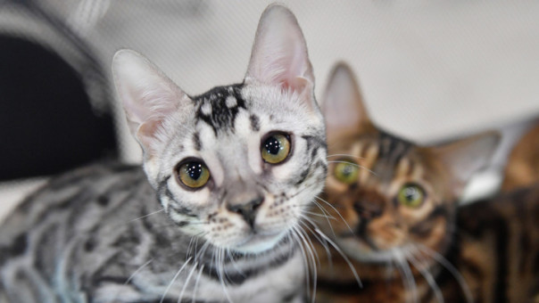 "Атомные котята" атаковали британский городок