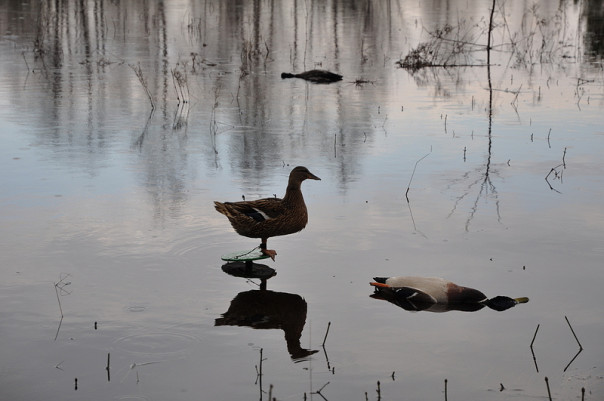 Осторожно, провокация!