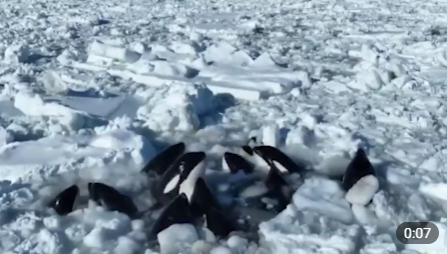 Россия согласовывает с Японией срочную операцию по спасению касаток