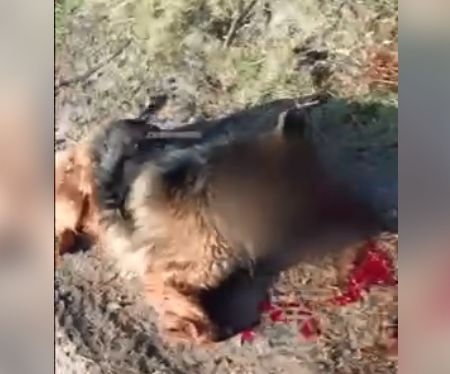 Боевой пес по кличке «Балбес» отдал жизнь, чтобы спасти своих товарищей от украинского FPV-дрона, 18+