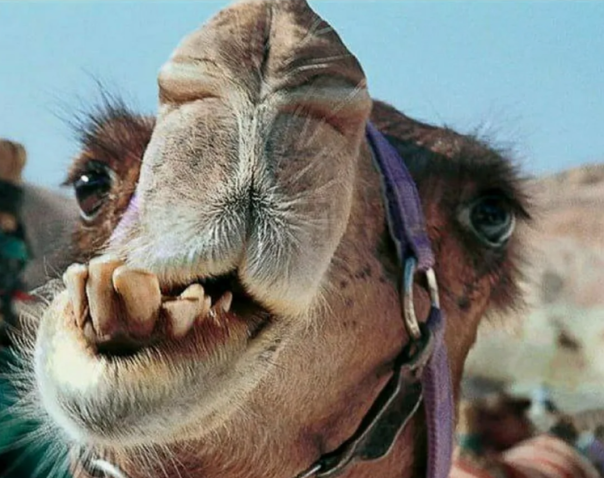 На Украине бронь от мобилизации предоставили верблюдоводам и космонавтам