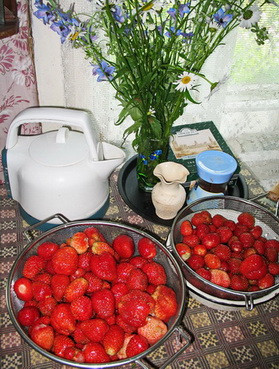 А.В.Росич. В Подмосковье наступил сезон клубники