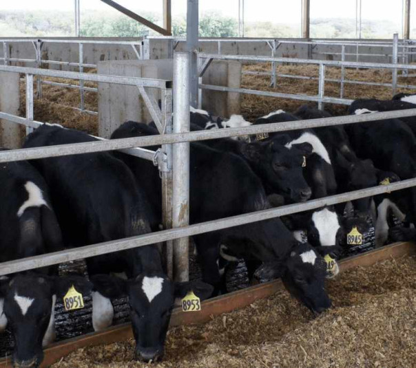 Великие мечты глобалистов уже реализованы на Украине. Голос Мордора