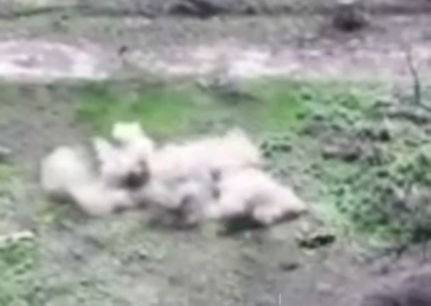 И один в поле воин, если он по-русски скроен